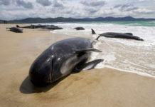 Your Fortune: “Marketer Without Network Like Beached Whale”