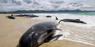 Your Fortune: “Marketer Without Network Like Beached Whale”