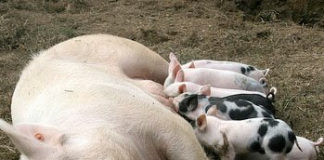 End All Pharma Freebies to Physicians by Decree or Just Leave it at Caveat Doctor?