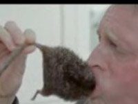 Pfizer “Clinical Trial in a Box” Failure: The Dead Rat Comes Home to Roost