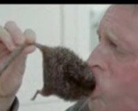 Pfizer “Clinical Trial in a Box” Failure: The Dead Rat Comes Home to Roost