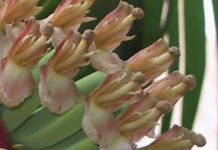 Fans & Bananas: Viagra Ads in Japan