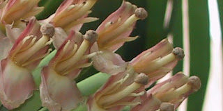 Fans & Bananas: Viagra Ads in Japan