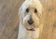 Real Dog Patient Stories Send Sales of Sileo Rocketing!