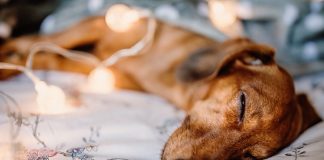 A Healthy Holiday Reminder to Remember Ourselves